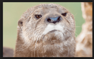 Screen Shot 2015-07-05 at 10.20.09 AM