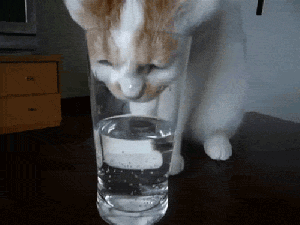 cat_drinking_water