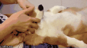 bdc67fe397264d116c545e53a775db55