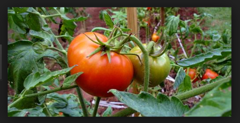 Screen Shot 2015-11-16 at 10.50.11 AM