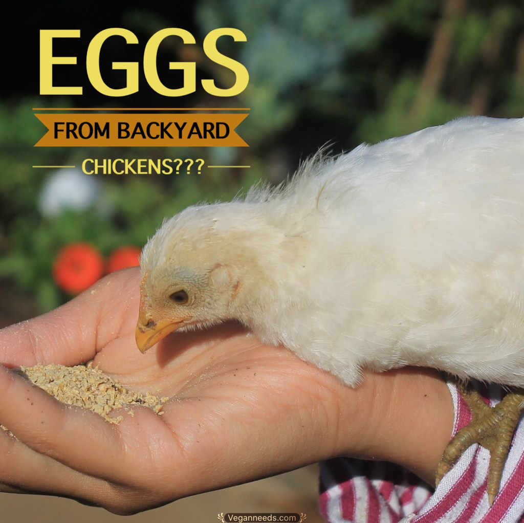 Eggs from Backyard&nbsp;Chickens?