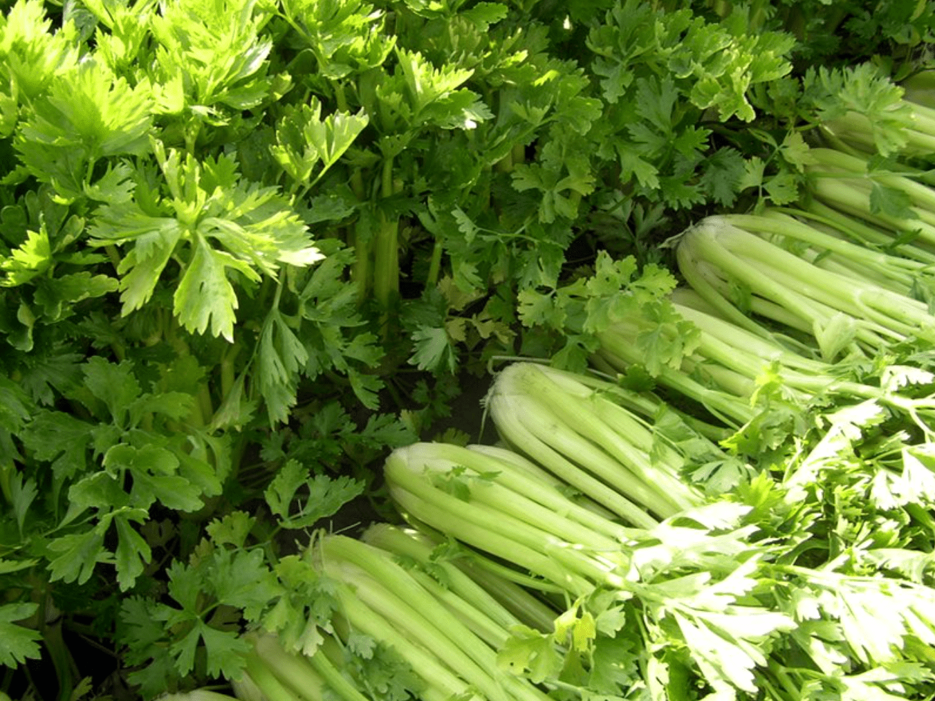 Screen Shot 2016-02-08 at 5.38.53 PM